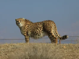 پایداری ایرانسل در حفاظت از آخرین بازماندگان یوز ایرانی